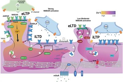 The Yin and Yang of GABAergic and Glutamatergic Synaptic Plasticity: Opposites in Balance by Crosstalking Mechanisms